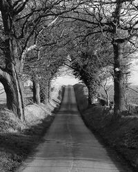 Narrow pathway along trees