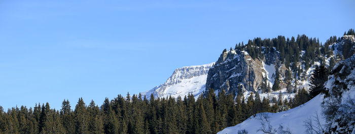 Pine trees on snowcapped mountains against clear blue sky