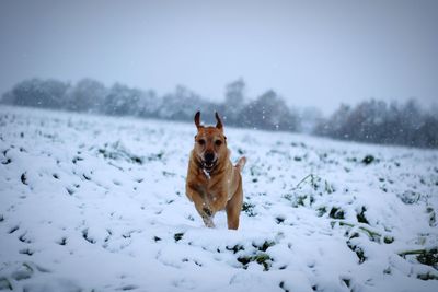 Dog on snow covered land