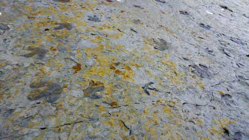 Full frame shot of yellow leaf