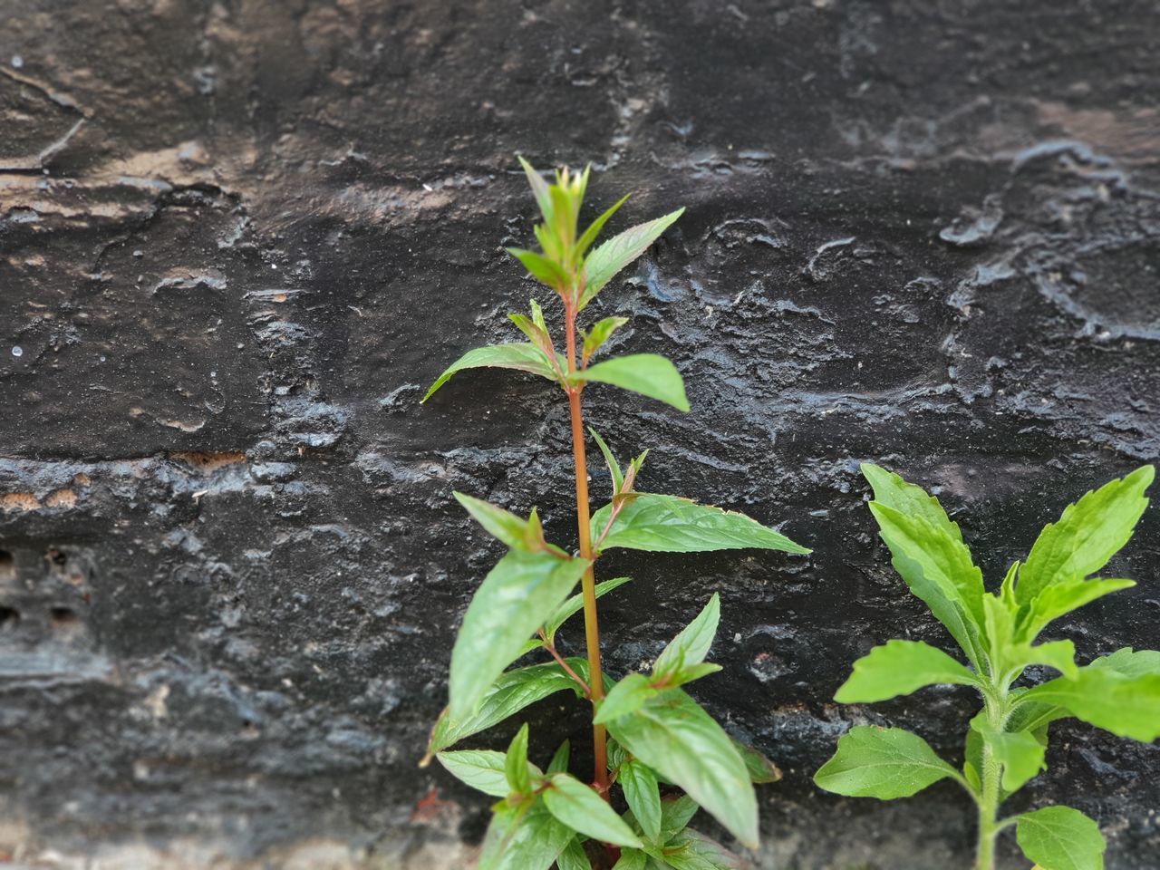 CLOSE-UP OF SMALL PLANT