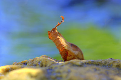 Close-up of lizard on rock