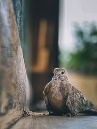 Close-up portrait of a bird