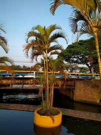 Potted plants by swimming pool against sky