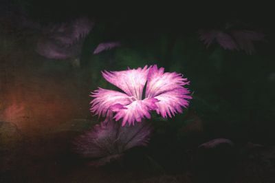 Close-up of pink flower blooming outdoors
