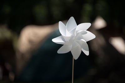 Close-up view of white flower
