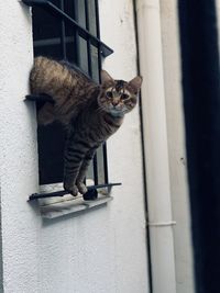 Cat sitting on window sill