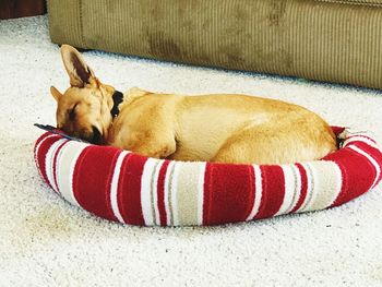 Close-up of dog sleeping