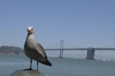 Bird by bay of water with san francisco-oakland bay bridge in background