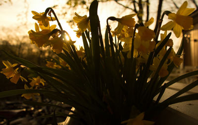 Close-up of potted yellow daffodils against sunlight