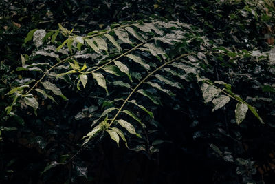 High angle view of trees growing on field