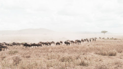 Mammals walking on land against sky