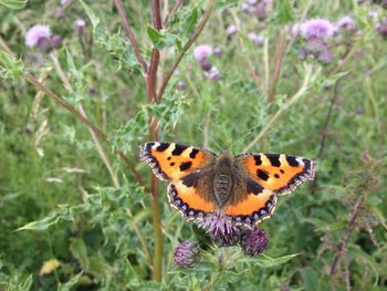 Close-up high angle view of butterfly on plant