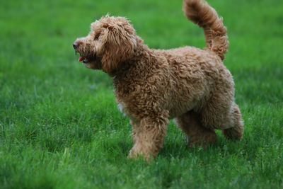 View of a dog on field