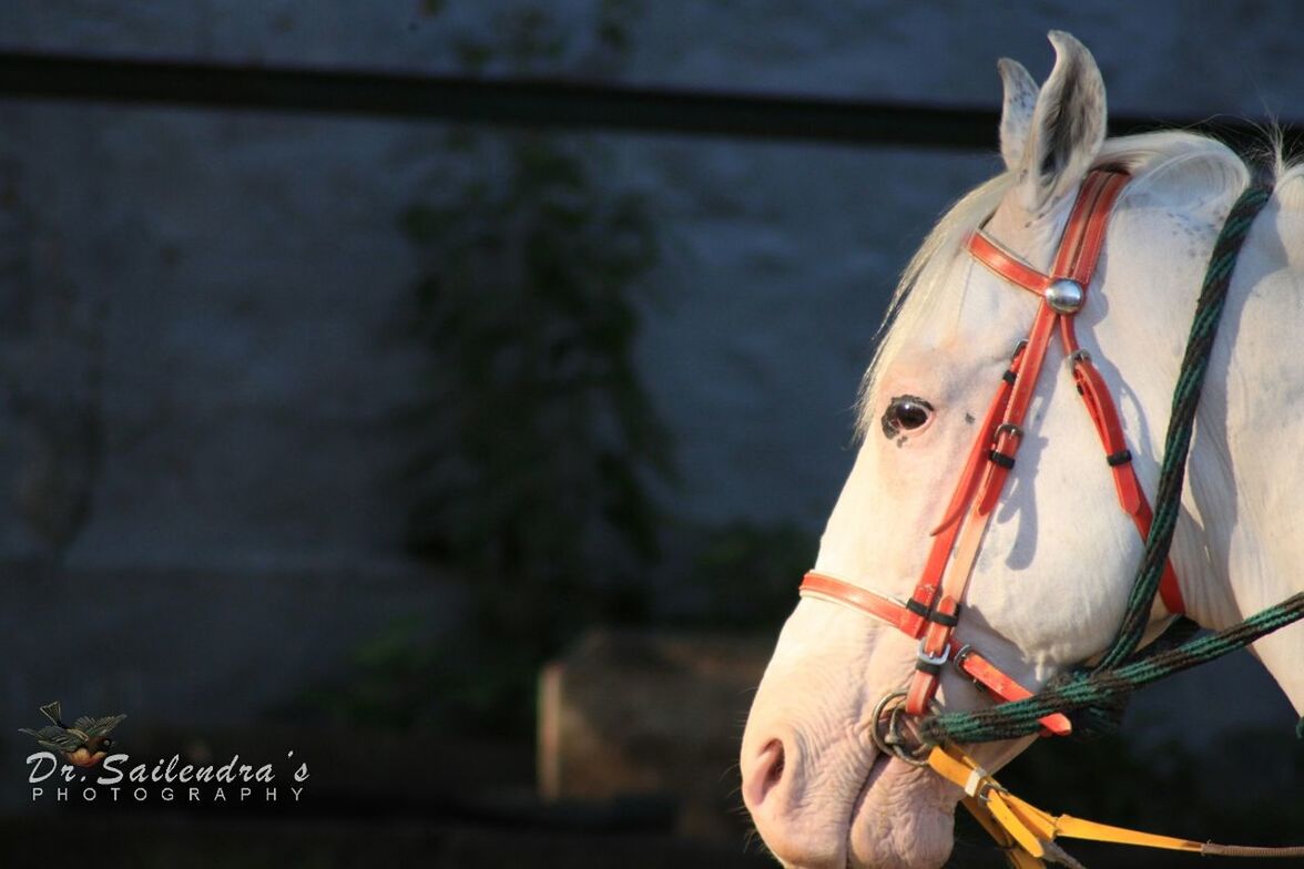 CLOSE-UP OF HORSE ON WALL