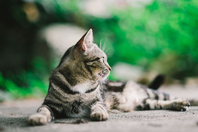 Close-up of a cat looking away