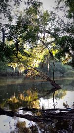 Reflection of trees in water