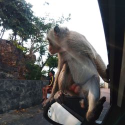 Monkey sitting on a rock