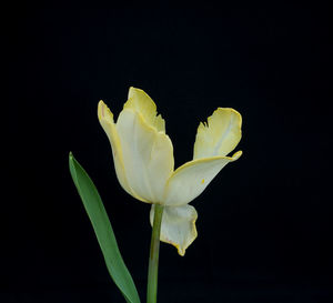 Close-up of yellow rose against black background