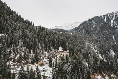 Pine trees on snowcapped mountains against sky