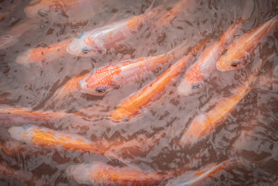 Close up of fish in a fish farm