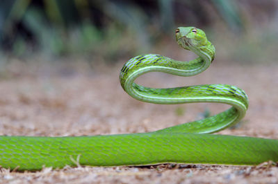 Close-up of green snake on land