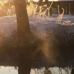 Reflection of trees in lake during winter