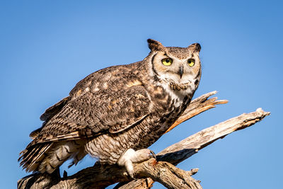 Low angle view of owl perching on tree against clear blue sky