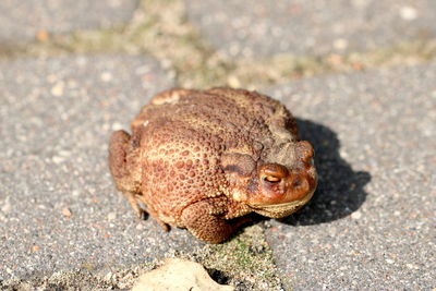 Close-up high angle portrait of frog