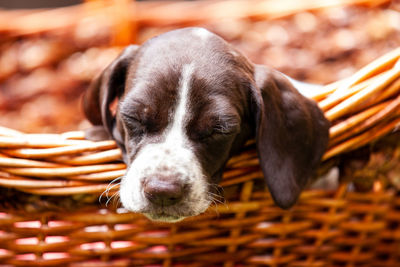 Little puppy of the french pointing dog breed sleeping in a basket under the sun