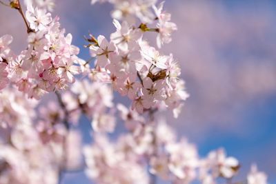 Close-up of cherry blossom tree