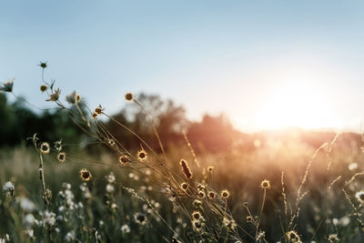 Close-up of plants growing on field against sky