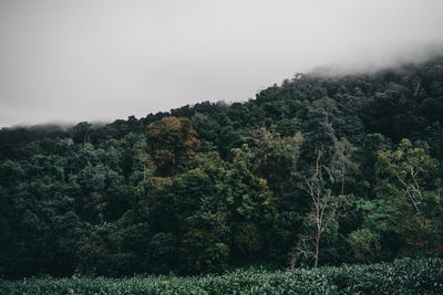 Scenic view of forest against cloudy sky