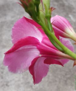 Close-up of pink flower blooming outdoors