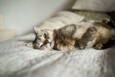 Close-up of cat lying on bed at home