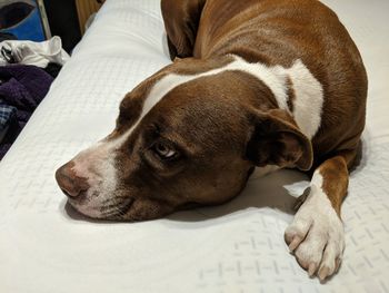 Close-up of dog lying on bed