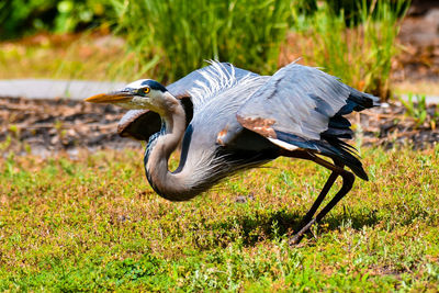 Side view of a bird on field