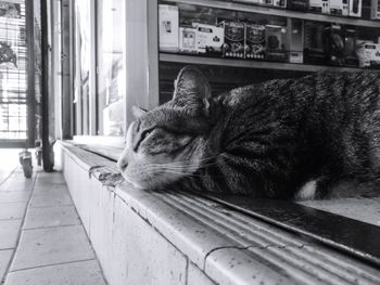 Close-up of cat relaxing on floor