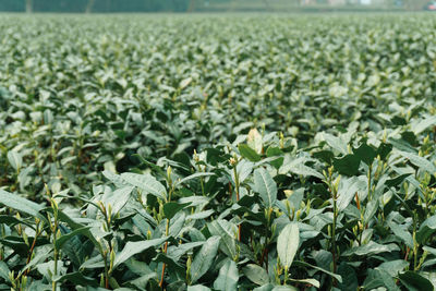 View of corn field