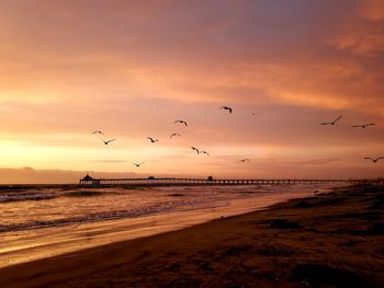 Flock of birds flying over beach during sunset