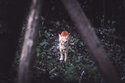 Cat in forest
