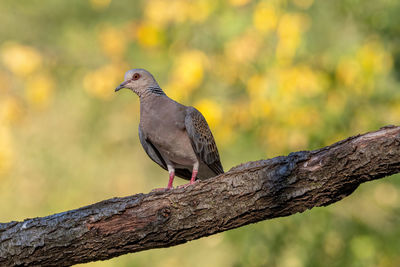 Close-up of bird perching on branch against blurred background