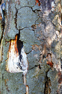 Full frame shot of tree trunk