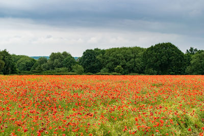 Scenic view of poppy field against sky