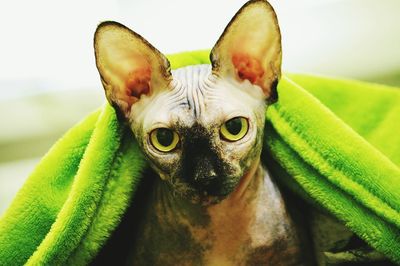 Close-up of sphynx cat