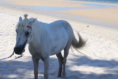 Horse on beach