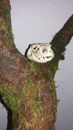 Close-up of sculpture on tree trunk against sky