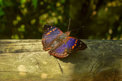 Butterfly on nature