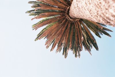 Low angle view of palm tree against clear sky