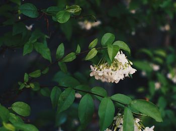 Close-up of white flowering plant